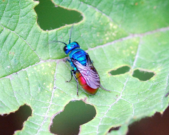 Chrysis comparata? no, Holopyga prob. generosa